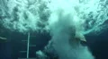 Scuba Diver entering the water from boat HD Footage