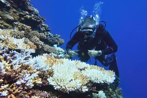 Scuba diver environmentalist checking proces of coral bleaching.  Stock Photos