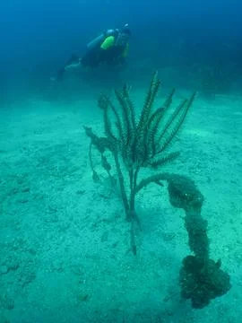 Scuba Diver Examining Vibrant Feather Star Crinoid on Caribbean Coral Reef Stock Photos