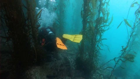 Scuba Diver Explores Kelp Forest Stock Footage 129106505