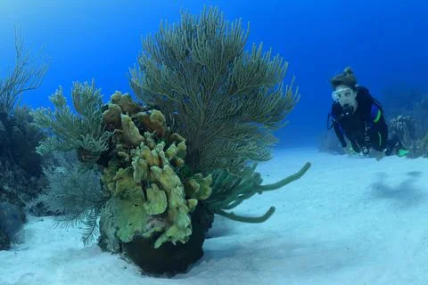 Scuba diver explores patch reef, Little Cayman, BWI Stock Photos