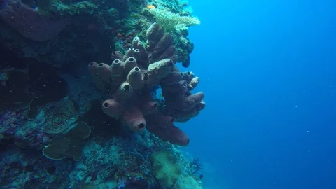 Scuba diver explores reef Stock Footage 122097618