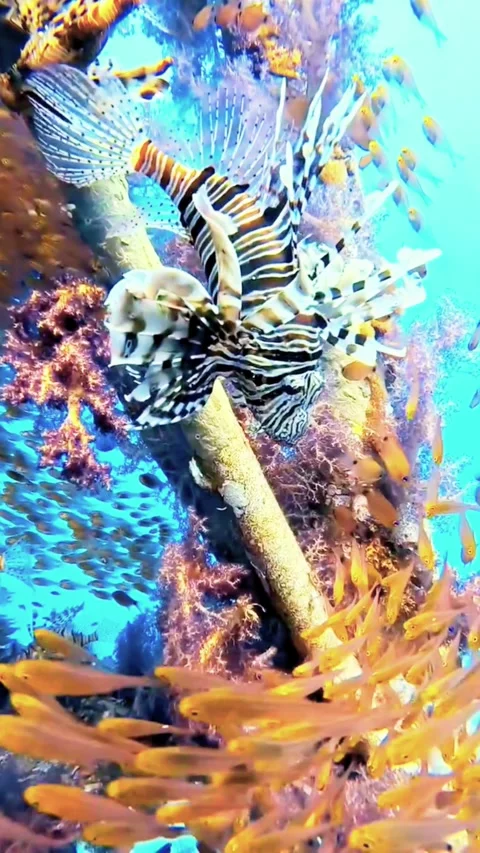 Scuba Diver Exploring Ancient Coral Formations in Clear Blue Sea Stock Footage 337867913