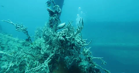 Scuba Diver Exploring Big Ship Wreck. The ship was Japanese Stock Footage 270466792