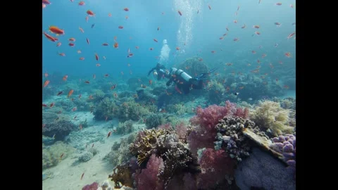 Scuba diver exploring a colorful tropical reef with a large school of anthias Stock-Footage 335814873