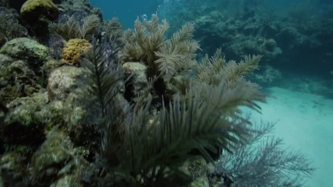 Scuba diver exploring a coral reef in Key Largo, Florida Vídeos de archivo 80434313