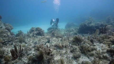 Scuba diver exploring a coral reef in Key Largo, Florida Stock Footage 80435718