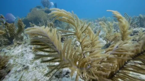 Scuba diver exploring a coral reef in Key Largo, Florida Vídeos de archivo 80435959