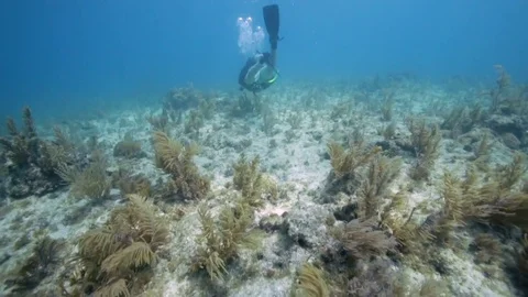 Scuba diver exploring a coral reef in Key Largo, Florida Stock-Footage 80436048