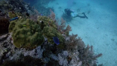 Scuba diver exploring a coral reef in Key Largo, Florida Stock-Footage 80436906