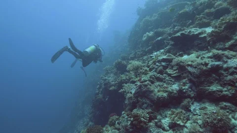 Scuba diver exploring coral reef during scientific diving in sea with equipment Vídeo Stock 100493348