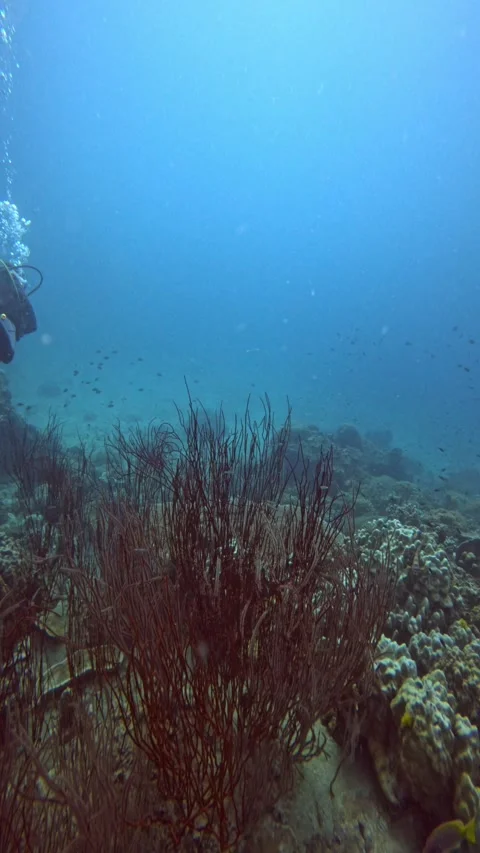 A scuba diver exploring a coral reef in Koh Tao Stock Footage 304566547