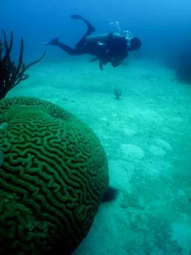 Scuba Diver Exploring a Coral Reef in the Caribbean Sea Stock Photos