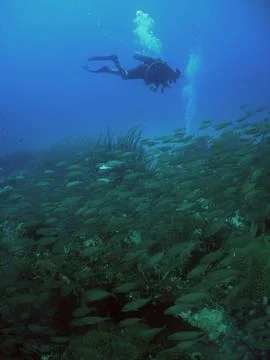 Scuba Diver Exploring a Coral Reef in the Caribbean Sea Stock Photos