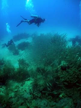 Scuba Diver Exploring a Coral Reef in the Caribbean Sea Stock Photos