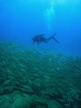 Scuba Diver Exploring a Coral Reef in the Caribbean Sea Stock Photos