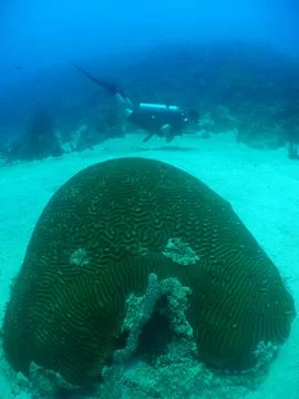 Scuba diver exploring a massive brain coral reef in deep blue Caribbean water Stock Photos