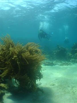 Scuba Diver Exploring Soft Coral on a Caribbean Coral Reef Stock Photos