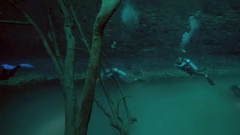 Scuba diver exploring underwater tree trunks in dark cenote Stock Footage 341358594