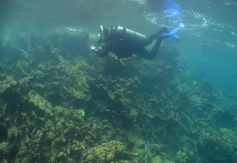 Scuba Diver Exploring a Vibrant Caribbean Coral Reef Stock Photos