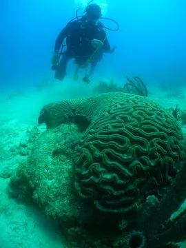Scuba Diver Exploring a Vibrant Caribbean Coral Reef Stock Photos