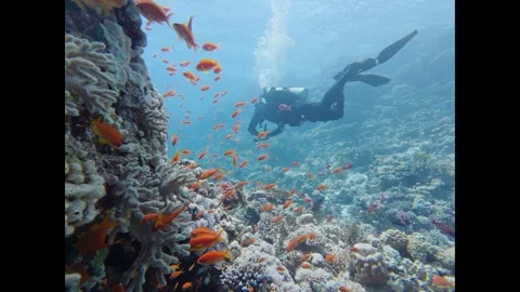 Scuba diver exploring a vibrant coral reef teeming with a school of tropical Vidéo 335817012