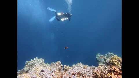 Scuba diver exploring a vibrant coral reef in clear blue tropical ocean water Stock Footage 336240993