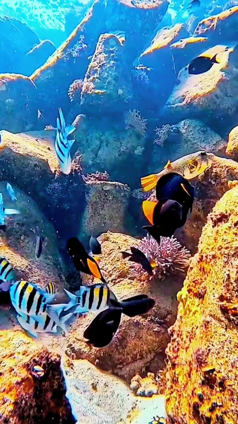 Scuba Diver Exploring Vibrant Coral Reef Wall Underwater Stockbeeldmateriaal 336903663