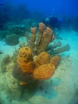 Scuba Diver Exploring a Vibrant Coral Reef in the Caribbean Sea Фото