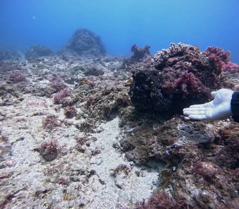 Scuba Diver Extending Hand Toward Camouflaged Octopus Stock Footage 340821367