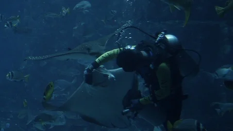 Scuba diver feeding stingrays in deep blue water in tank aquarium Stock Footage 96108719