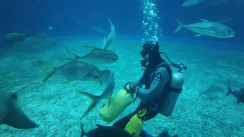 A scuba diver feeds stingrays, sharks and other fish in a large aquarium of the 스톡 동영상 251963191