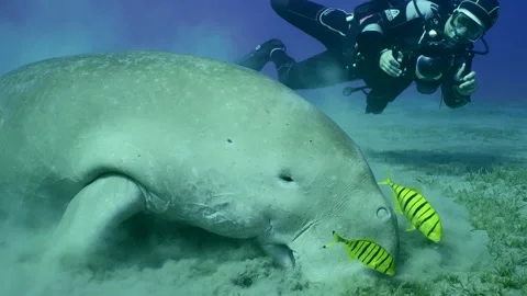 Scuba diver filming on underwater camera Sea Cow Dugong eating green algae, Slow Stock Footage 246741902