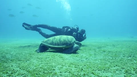 Scuba Diver filming underwater camera Green Sea Turtle eating algae on seabed, Stock Footage 246741934
