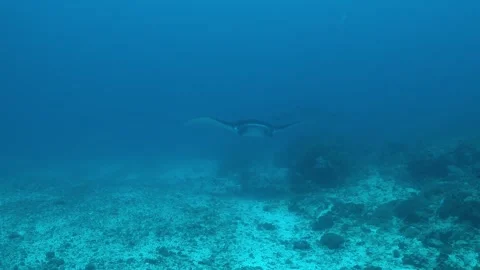 Scuba diver finds herself in the path of incoming giant manta rays Stock Footage 272565723
