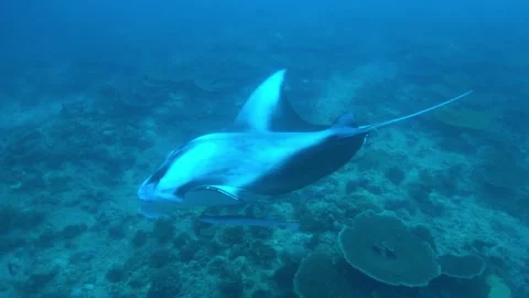 Scuba diver finds herself surrounded by giant manta rays in the Maldives Stock Footage 272565724