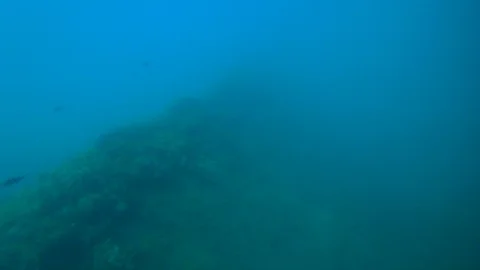 Scuba diver, fish and algae Video stock 99410507