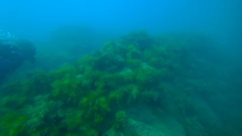 Scuba diver in flippers Stock Footage 99410542