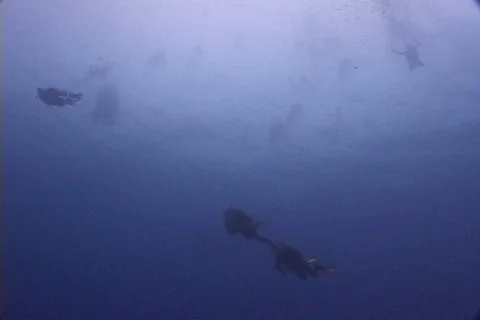 Scuba Diver 库存影片 676275