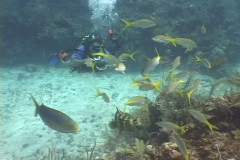 Scuba Diver Stock Footage