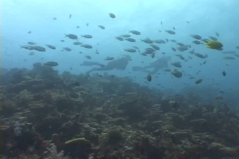 Scuba Diver 库存影片 676517