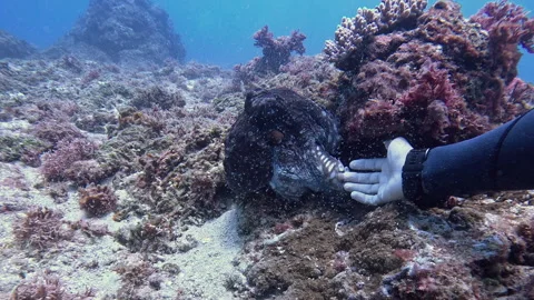 Scuba Diver Gently Touching Octopus Tentacle in Friendly Interaction Stock Footage 341583170