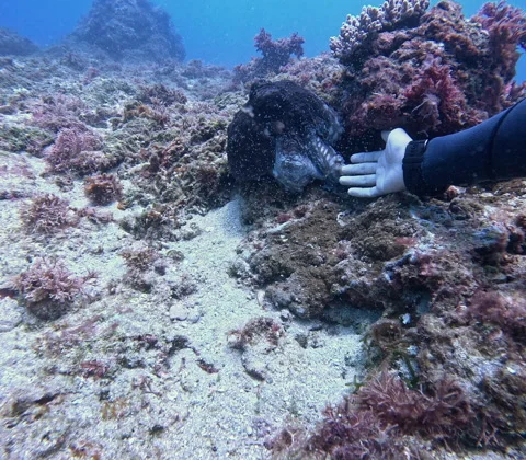 Scuba Diver Gently Touching Wild Octopus in Coral Reef Stock Footage 340821437