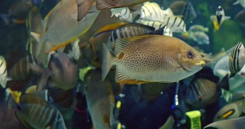 Scuba diver glides through vibrant coral reef, harmony between human motion and Stock Footage 300790563