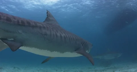 Scuba diver going down the ladder from boat to dive in blue ocean water Stock Footage 109542578
