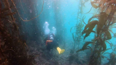 Scuba Diver is Going in Kelp Forest Stock Footage 129103931