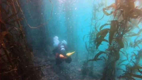 Scuba Diver is Going in Kelp Forest Stock Footage 129103933