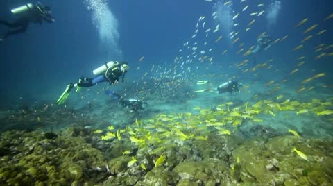 Scuba diver group school fish Stock Footage 10752341