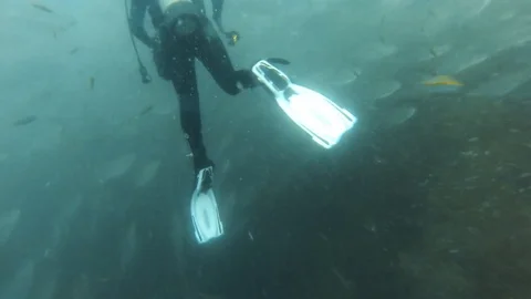 Scuba diver with groups of fish Stock-Footage 79719317