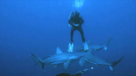 Scuba diver has close encounter with group of sharks, south africa Video stock 22536138